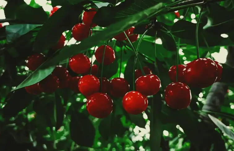 Cerejas em ramo de uma árvore