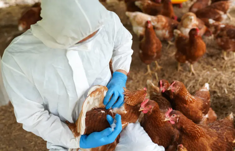 Profissional de saúde veterinária durante cuidados a aves