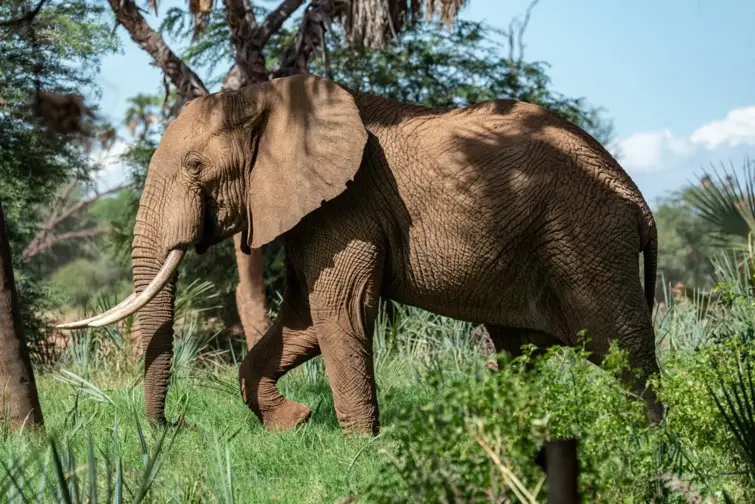 Último elefante de circo em Portugal vai viver num santuário no Alentejo após acordo entre o circo e a Pangea Trust, marcando o fim do uso destes animais no país