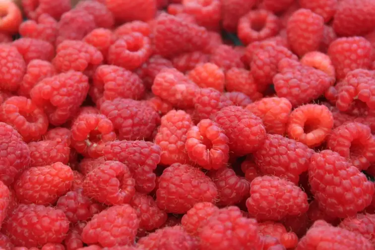 frutos vermelhos