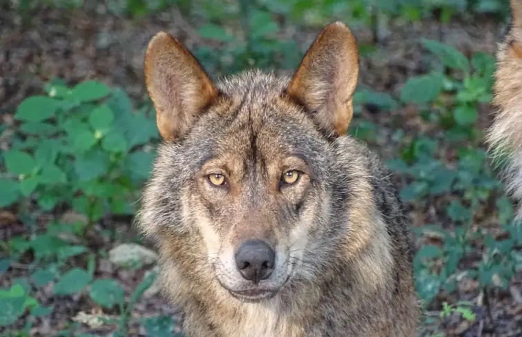 lobo ibérico