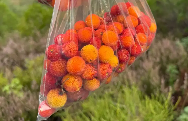 Medronhos dentro de um saco transparente