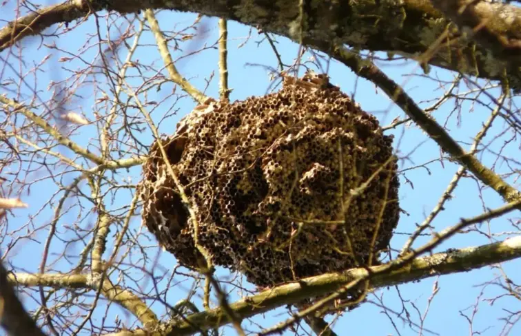 Ninho de vespa asiática