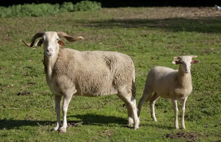 Duas ovelhas em campo