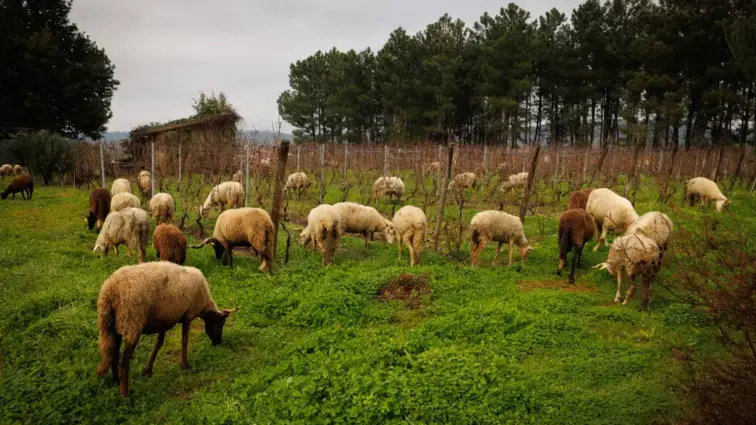 Fotografia ilustra ovelhas a pastarem