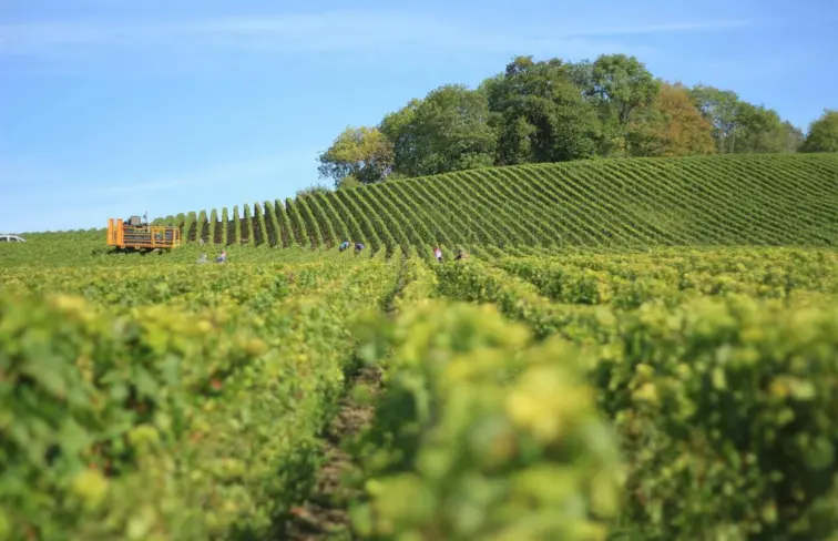 Campo de cultivo num dia de sol