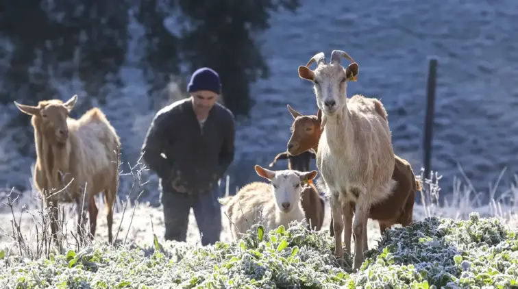 Imagem de pastor com ovelhas