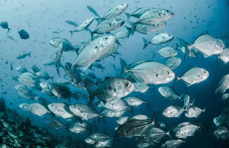 Cardume de peixes, imagem ilustrativa, direitos livres