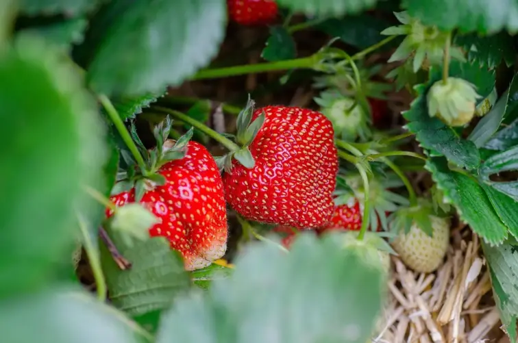 Produtores de Mirandela temem que a chuva comprometa a campanha do morango de São Pedro Velho