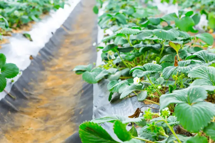 Governo estuda soluções para reciclagem de plásticos agrícolas