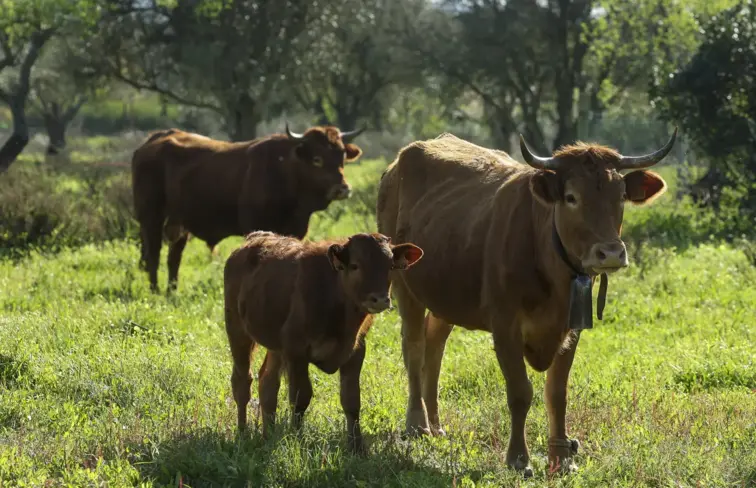 Três vacas de raça algarvia no campo