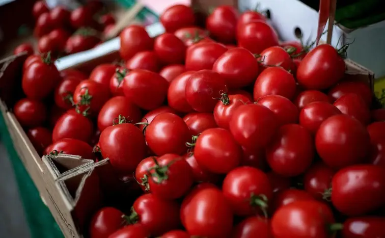 Tomate colhido