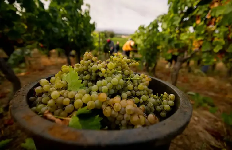 Balde com uvas durante vindima
