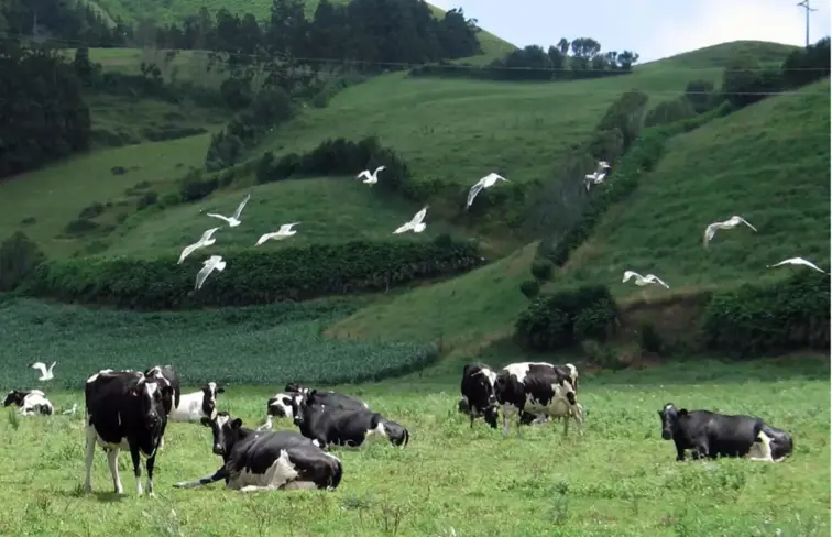 Campo verde com vacas pretas e brancas deitadas