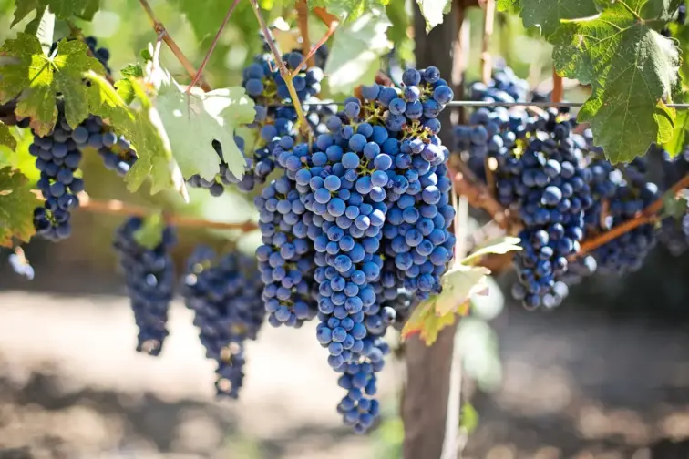 Cachos de uvas