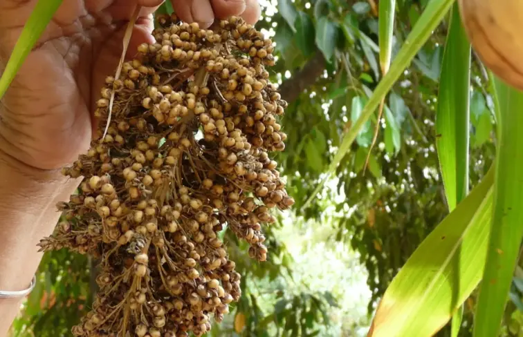 Mão a segurar grãos de sorgo