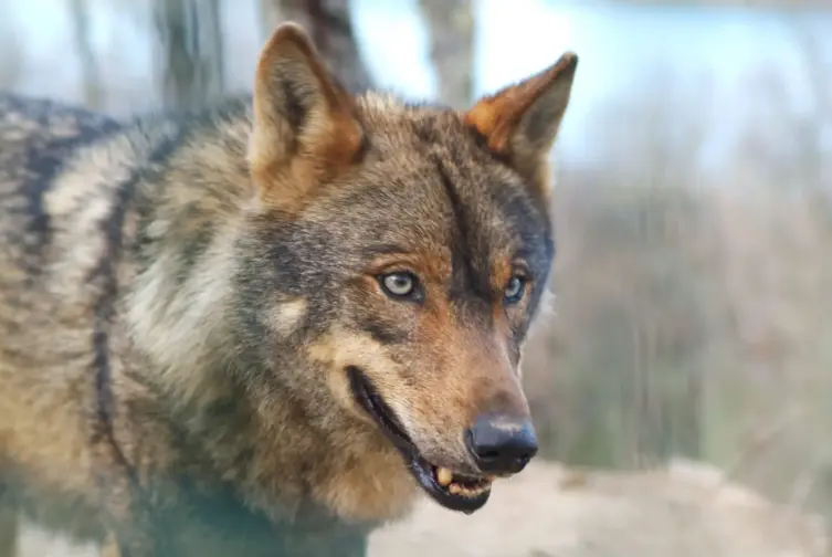 Projeto “Lua cheia da terra” realça o lobo-ibérico