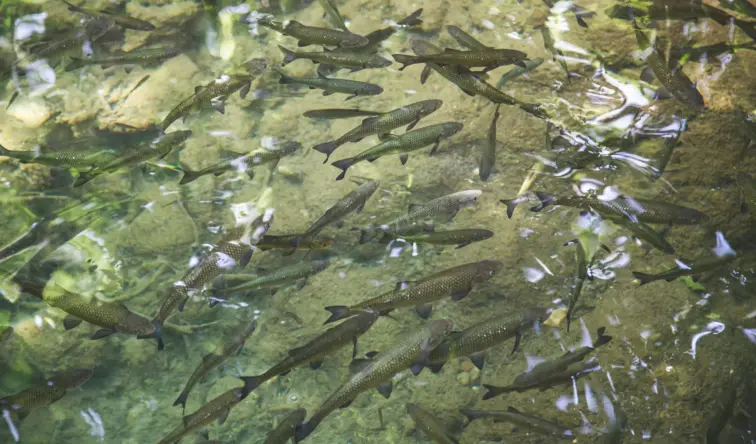 Peixes Migradores