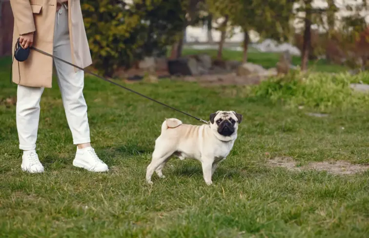 Uma pessoa a passear o cão