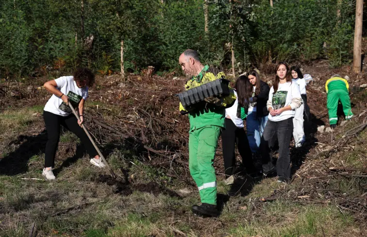 Ação de reflorestação