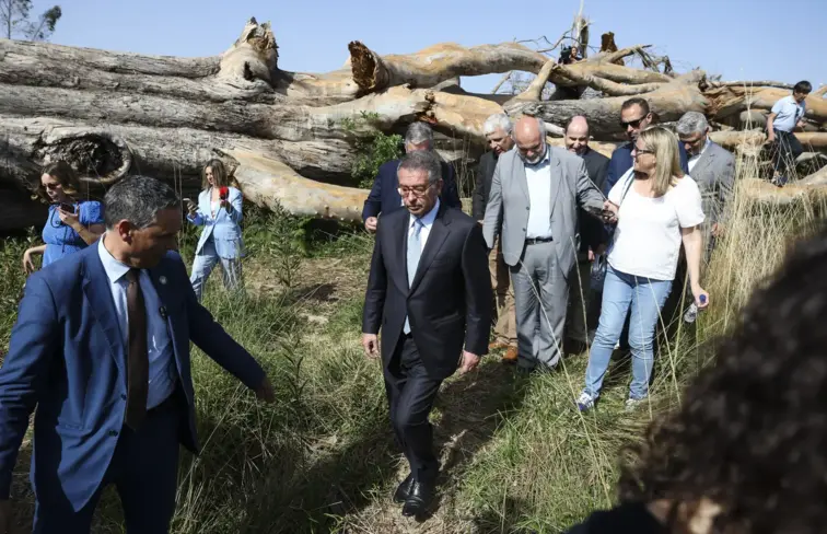 Seguro visitou eucalipto tombado.