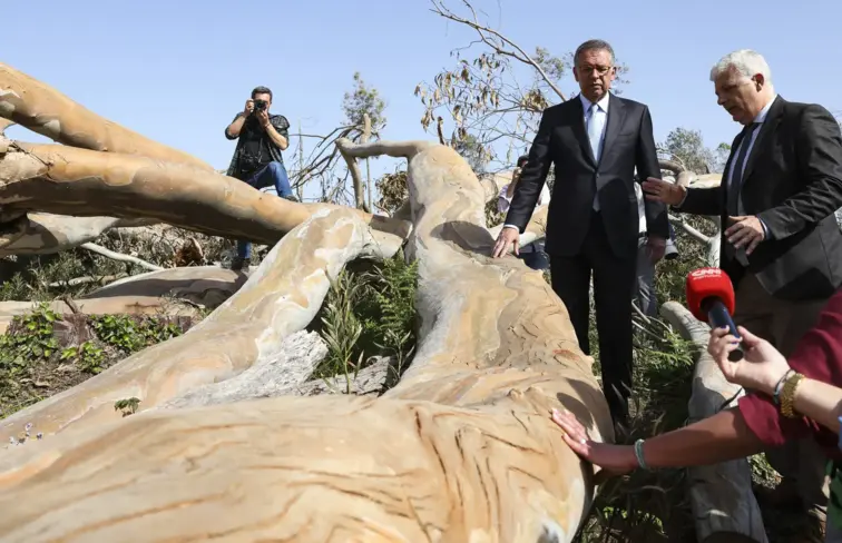 Seguro visitou eucalipto tombado.