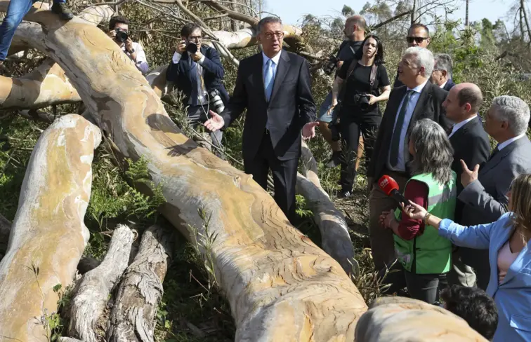 Seguro visitou eucalipto tombado.