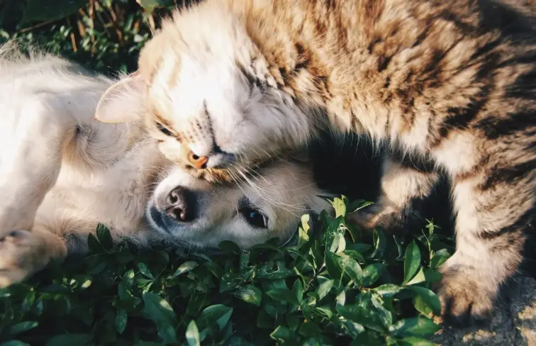 Cão e gato deitados na relva