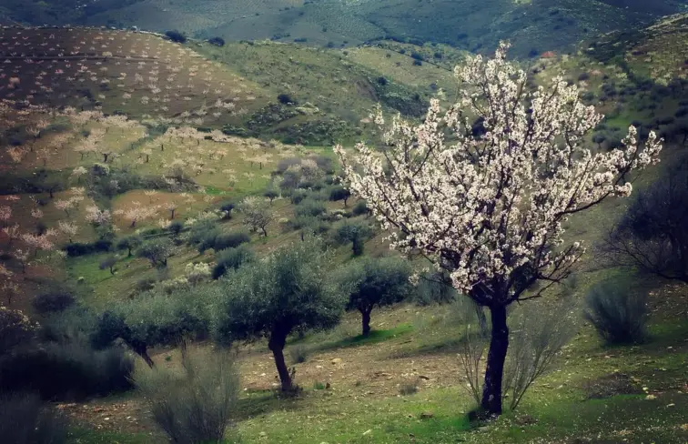 Amendoeira em flor