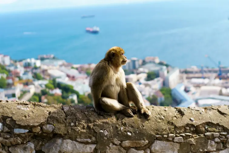 Macacos de Gibraltar