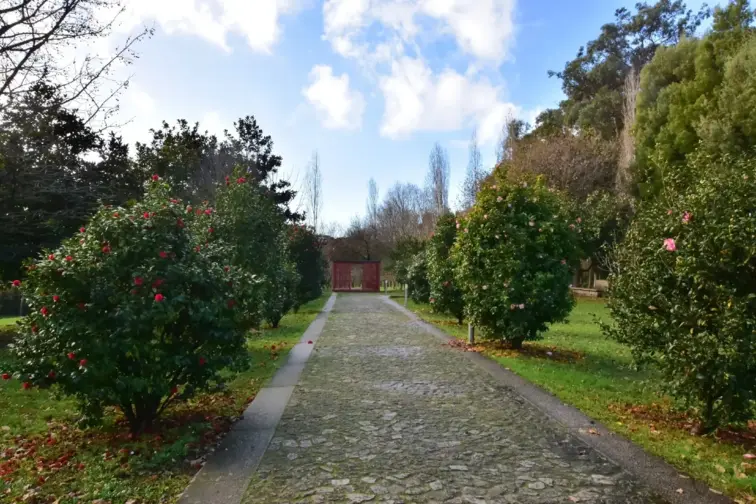 A flor símbolo do Porto ganhou um roteiro próprio pela cidade