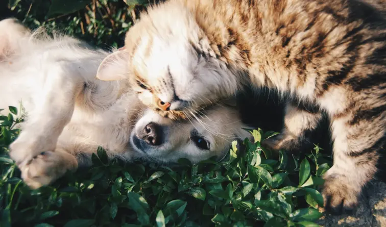 Cão e gato juntos