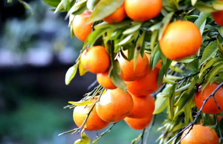 Laranjas numa árvore no fundo