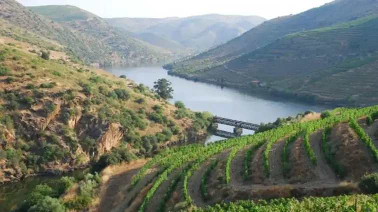 Socalcos e rio Douro.