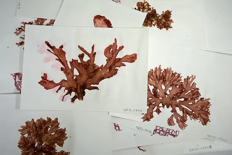 Biodiversidade marinha em exposição