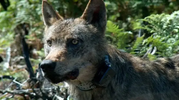 Lobo-ibérico.