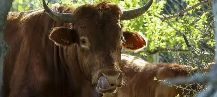 Bovino entre árvores.