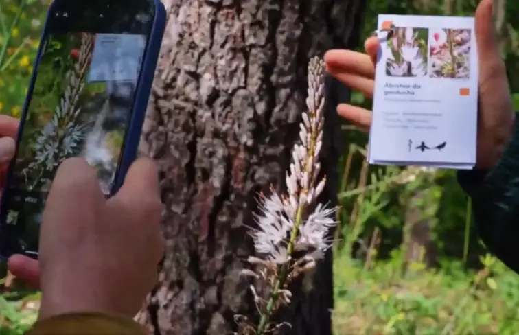 telemóvel está apontado a uma planta