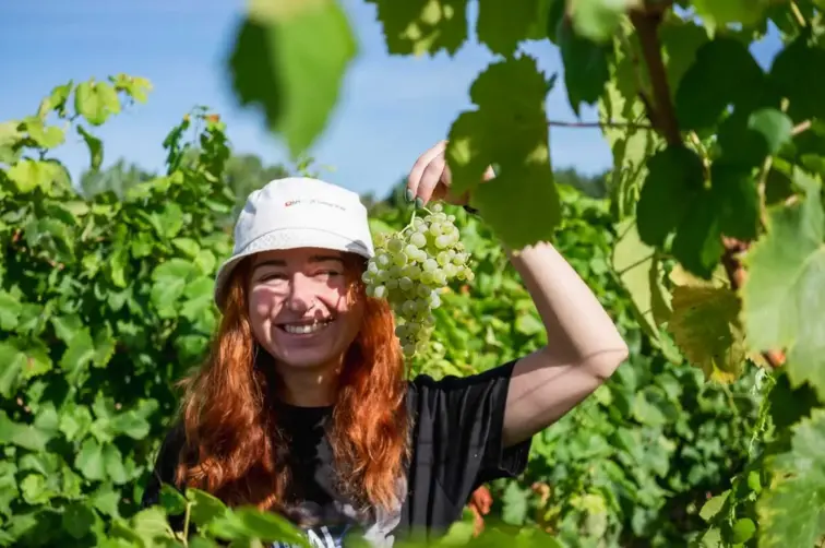 Mulher agricultora entre as videiras com um cacho de uvas brancas na mão.