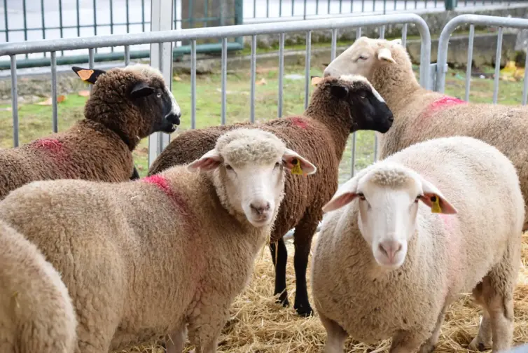 Projeto CIRCWOOL testa reutilização da lã para melhorar solos e combater a seca