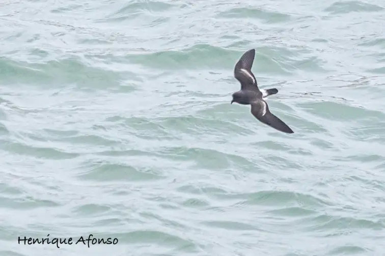 Papagaios-do-mar, Painhos, Corvos-Marinhos de faces brancas e Galhetas encontrados sem vida | Henrique Afonso 