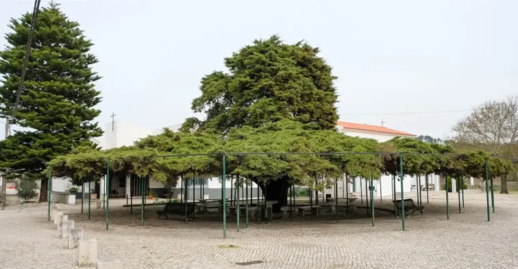 Torres Vedras vence Árvore do Ano