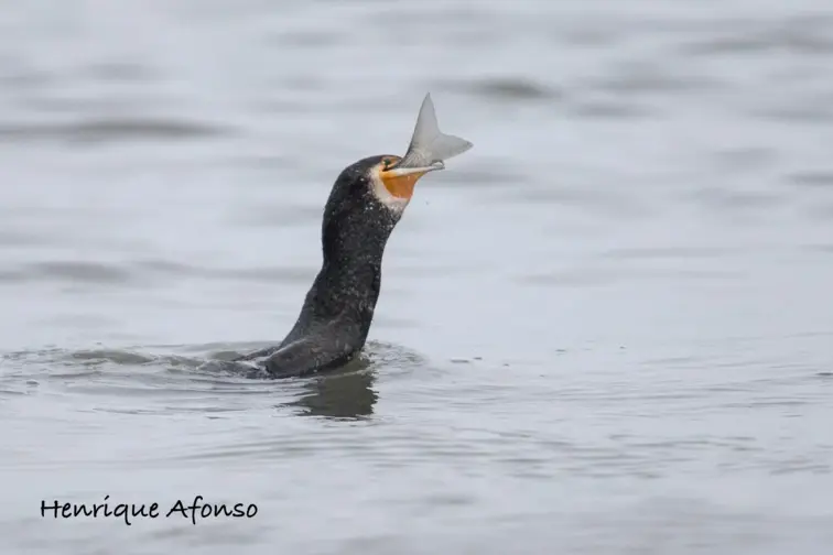 Papagaios-do-mar, Painhos, Corvos-Marinhos de faces brancas e Galhetas encontrados sem vida | Henrique Afonso 