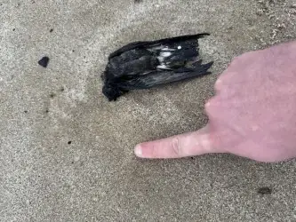 Papagaios-do-mar, Painhos, Corvos-Marinhos de faces brancas e Galhetas encontrados sem vida | Henrique Afonso 