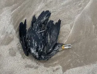 Papagaios-do-mar, Painhos, Corvos-Marinhos de faces brancas e Galhetas encontrados sem vida | Henrique Afonso 