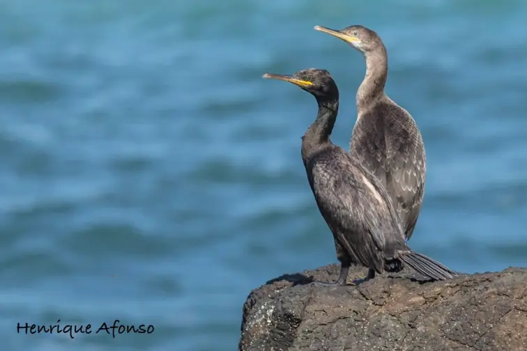 Papagaios-do-mar, Painhos, Corvos-Marinhos de faces brancas e Galhetas encontrados sem vida | Henrique Afonso 