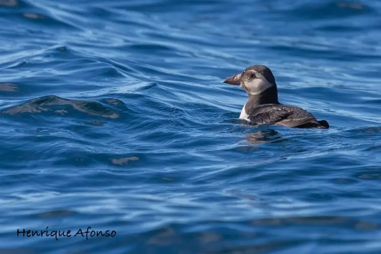 Papagaios-do-mar, Painhos, Corvos-Marinhos de faces brancas e Galhetas encontrados sem vida | Henrique Afonso 