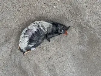 Papagaios-do-mar, Painhos, Corvos-Marinhos de faces brancas e Galhetas encontrados sem vida | Henrique Afonso 