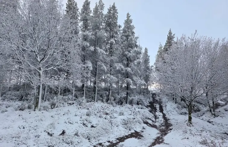 Floresta coberta de neve