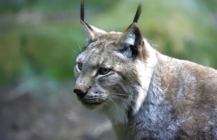 Lince ibérico